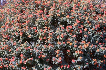 big blossoming lantana plant background