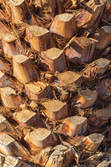 Cut branches on a palm tree trunk. Tropical palm bark close-up background pattern. Abstract nature...