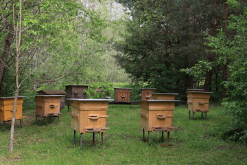 Bee hives at the edge of the forest.