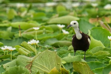 Pheasant-tailed jacana perched atop a bed of lush green foliage and vibrant wildflowers