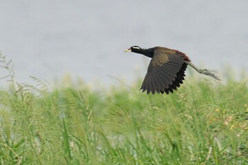 Bronze-winged jacana gliding gracefully over a lush landscape of vibrant green grass