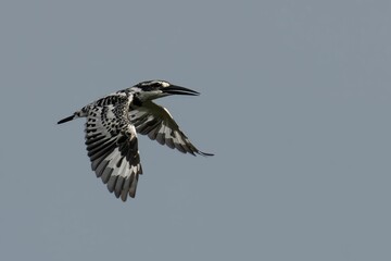 Pied kingfisher, wings spread wide to capture the wind