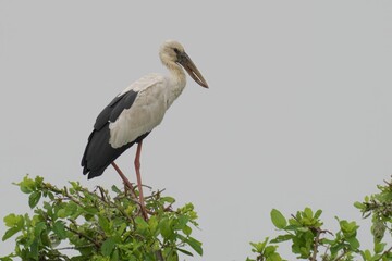 Fototapeta premium African open-billed stork perched atop a tall tree, its wings outstretched and beak open
