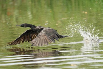Indian Cormorant in mid-air as it gracefully dives into a body of water, its wings spread