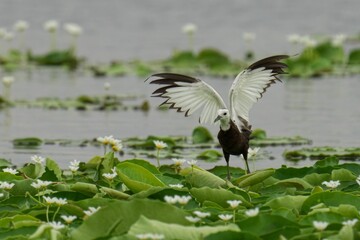 Pheasant-tailed jacana in the process of taking flight, wings spread wide