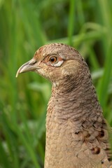 Pheasant female perched on top of a blade of grass, its head turned and beak open in a vigil pose