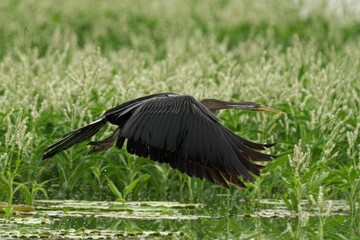 Oriental darter in flight against a backdrop of lush grass and a tranquil lake