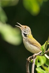 Common tailbird in the backdrop of lush green foliage