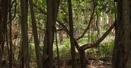 trees, forest, ecosystem, tree trunks, forst path, tranquility