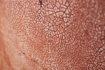 the back of a brown piece of skin with cracked paint