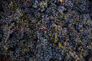 close up view of bunches of grapes that are ready to be harvested