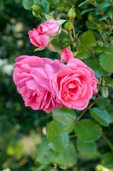 Cluster of pink roses in bloom