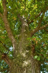 Majestic tree stands tall and vibrant in its lush, green environment