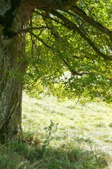 Lush tree in a green grassy meadow