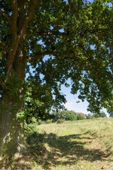 Lush oak tree in a green grassy meadow. Germany