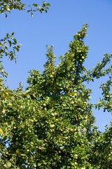 Abundance of fresh, ripe apples hang from the branches of a green tree