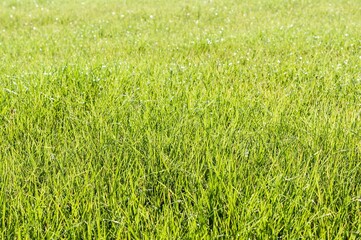 Picturesque grassy meadow in sunlight