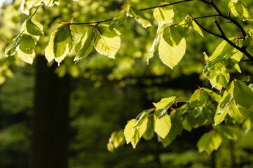 Beautiful nature scene featuring a sunlit tree with its branches adorned with lush green foliage