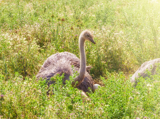 Male African ostrich in nest sitting on the eggs until they hatch