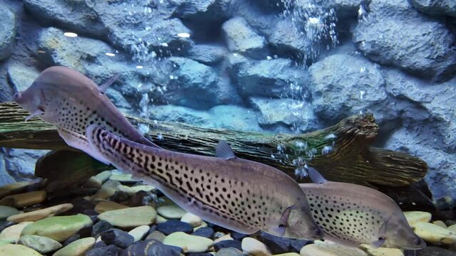 Indochina featherback fish or Chitala blanci is swimming in aquarium. fresh water fish in Thailand