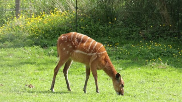 antilope sitatunga dans un parc animalier