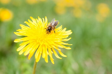 Honey bee sits on the top of a vibrant yellow dandelion in a green field