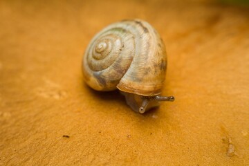 Small snail perched on a weathered wooden bench in a natural outdoor setting.