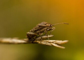Close-up macro shot of a small insect perched atop a vibrant leaf of a plant.