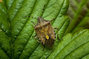Close-up shot of a brown bug perched atop a lush green leaf.
