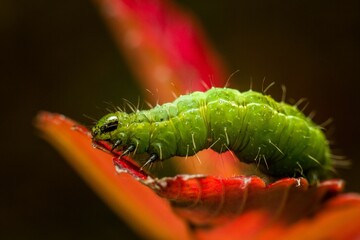 Close-up of a caterpillar, featuring vibrant green and black eyes, perched on a red flowering plant.