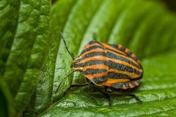 Close-up of a graphosoma lineatum with an orange and black striped body perched atop a green leaf.