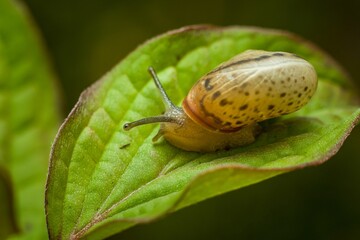 Macro shot of a white snail perched atop a lush bed of foliage.