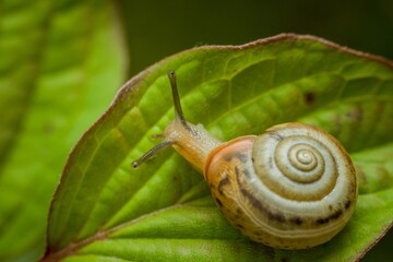 Macro shot of a white snail perched atop a lush bed of foliage.