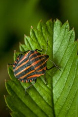 Close-up of a graphosoma lineatum with an orange and black striped body perched atop a green leaf.