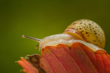 Macro shot of a white snail perched atop a lush bed of foliage.