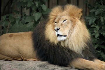 Close-up of a male African Lion