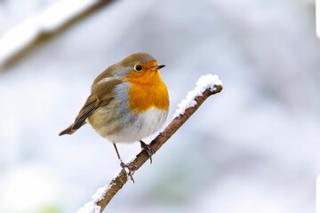 Beautiful robin bird perched on a dry, brown branch against a white background