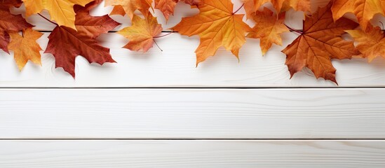 Wooden white background with copy space image featuring dry autumn maple leaves positioned in the upper left and lower right corners
