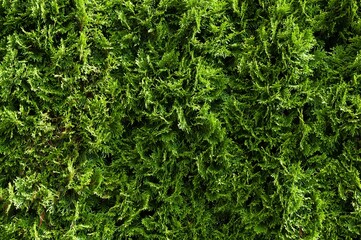 Lush green foliage of a thuja hedge