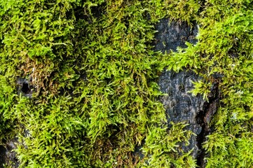 Close-up shot of a moss-covered tree surface