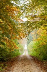 Path in a beautiful autumn forest surrounded by lush trees. Southern Germany