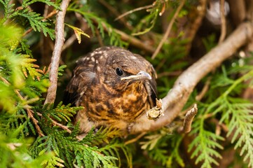 Young blackbird (Turdus merula) sitting on a branch, Germany