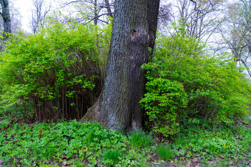 Fototapeta premium A large tree surrounded by lush green shrubs and plants in a forest park. Captured in early spring, this image is perfect for projects related to nature, outdoor scenery, and environmental themes