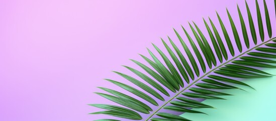Close up of a green palm leaf on a lilac background with copy space image