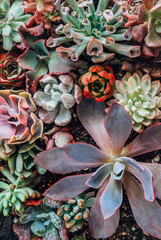 Assorted Echeveria succulents planted in a pot. Perfect for use in interior design, gardening, and blogging. Top view
