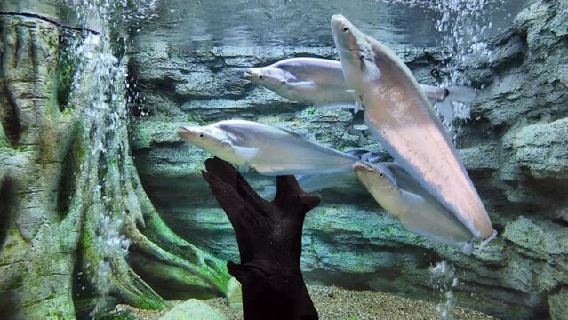 Sheatfish or Phalacronotus apogon is swimming in aquarium. fresh water fish in Thailand