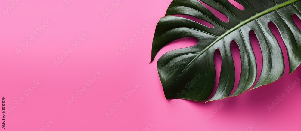 Wall mural One sheet big monstera on pink background. copy space available - Wall murals
