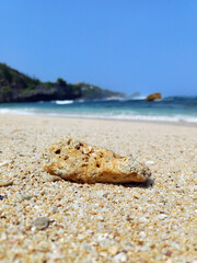 standing coral reef at tropical beach during summer, sadranan beach.