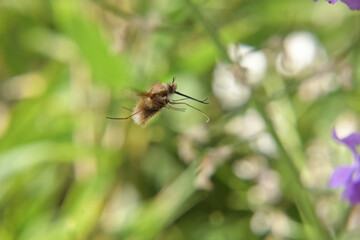 Wooly hover insect bee flying on a flower, hovering in the air