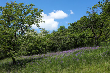 a blooming meadow with flowers and a tree on a background of blue sky